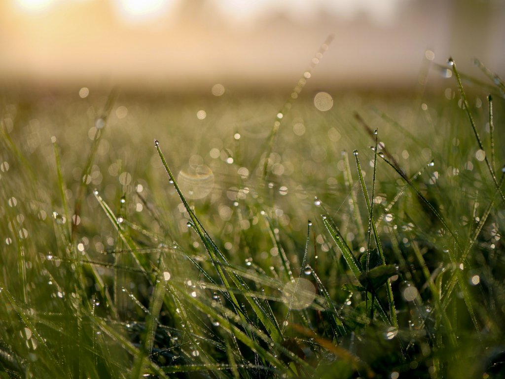 Dew on grass with sunlight in background