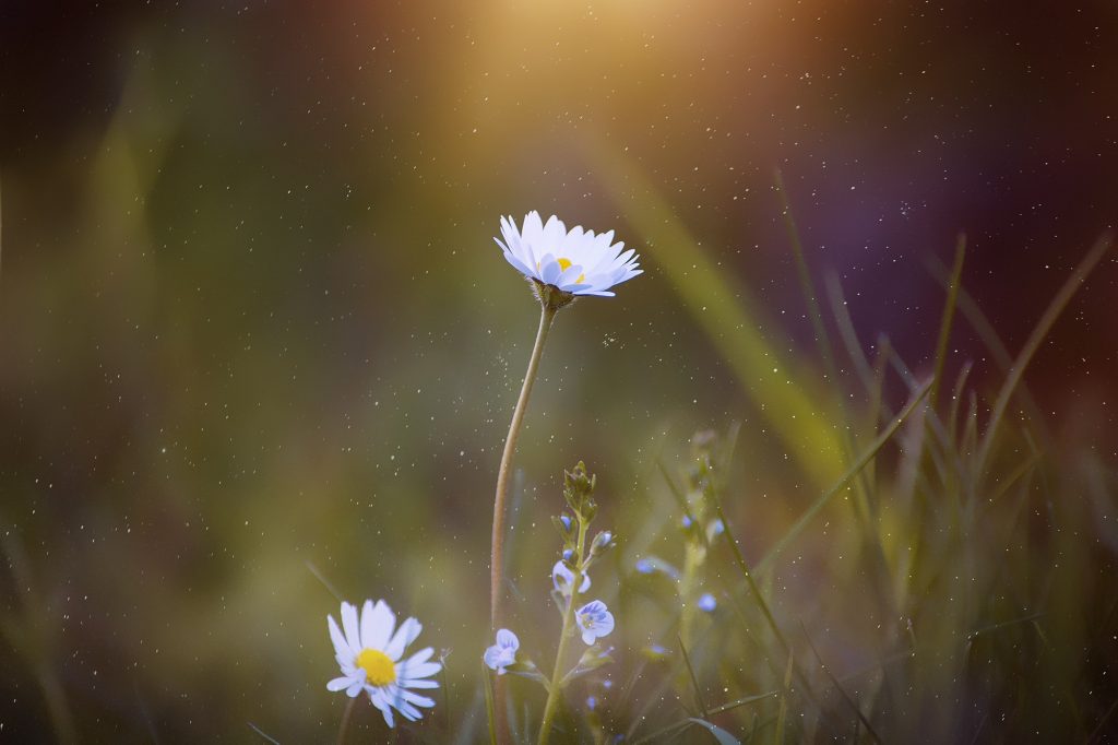 Close up of two white daisy flowers with yellow centers facing up at the sunlight.  Blurred green background of grass.