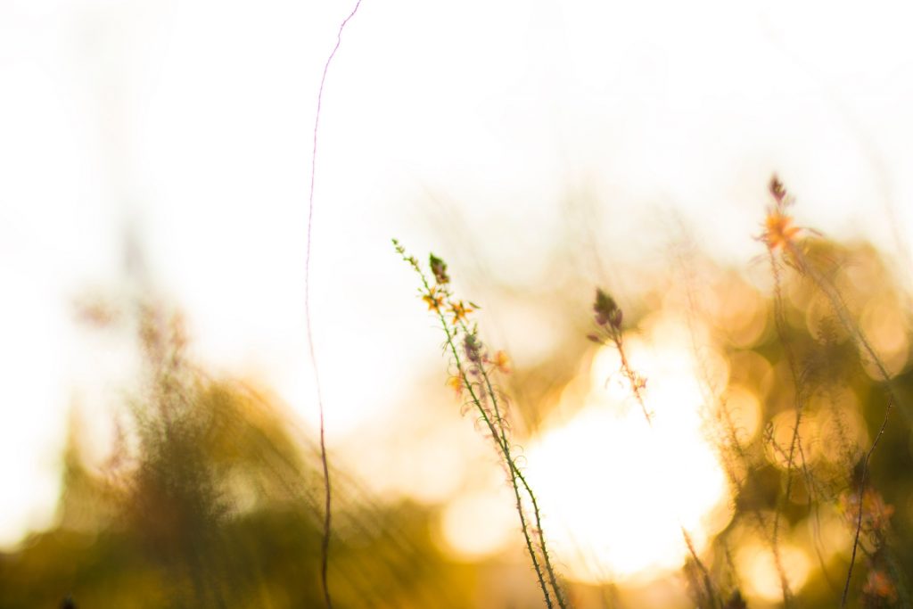 blurred image of wildflowers with sunlight in background