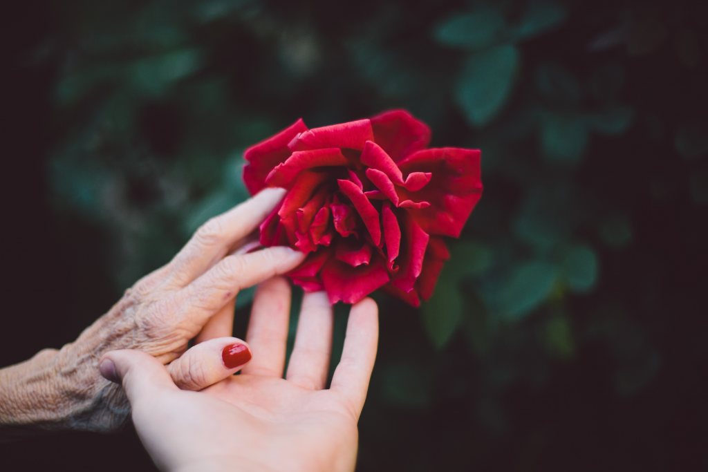 A deep red colored rose being given to an outstretched hand by an elderly hand.  Blurred dark green background.