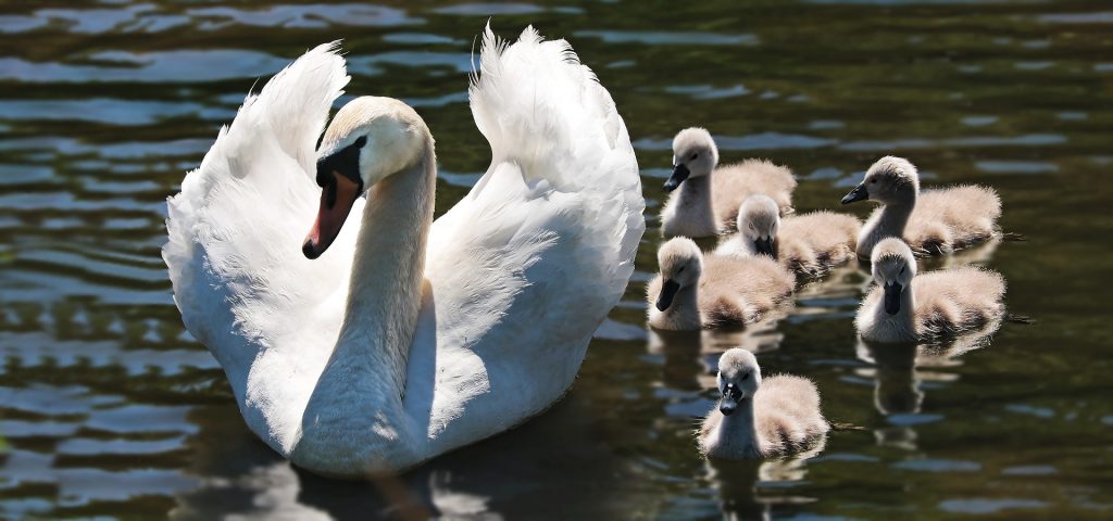 Mother swan floating in water with six  baby swans next to her
