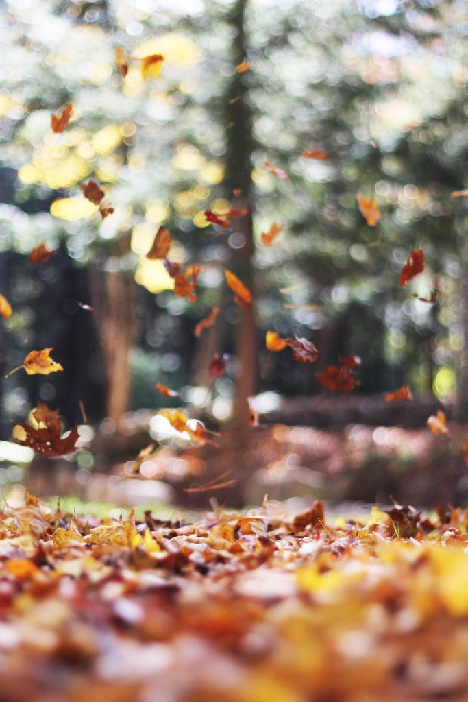 Fall leaves falling from trees