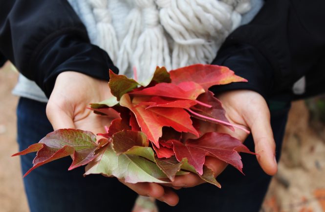 Close up of person holding out fall leaves