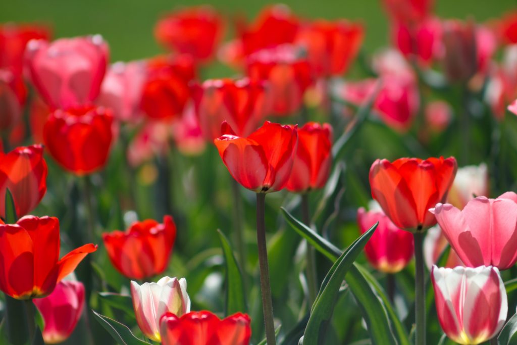 Close up of multiple red tulips in field with green stems