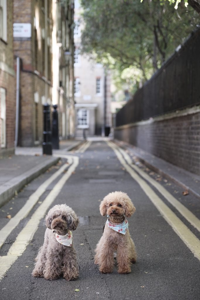 Two poodles with scarfs around neck sitting in alley