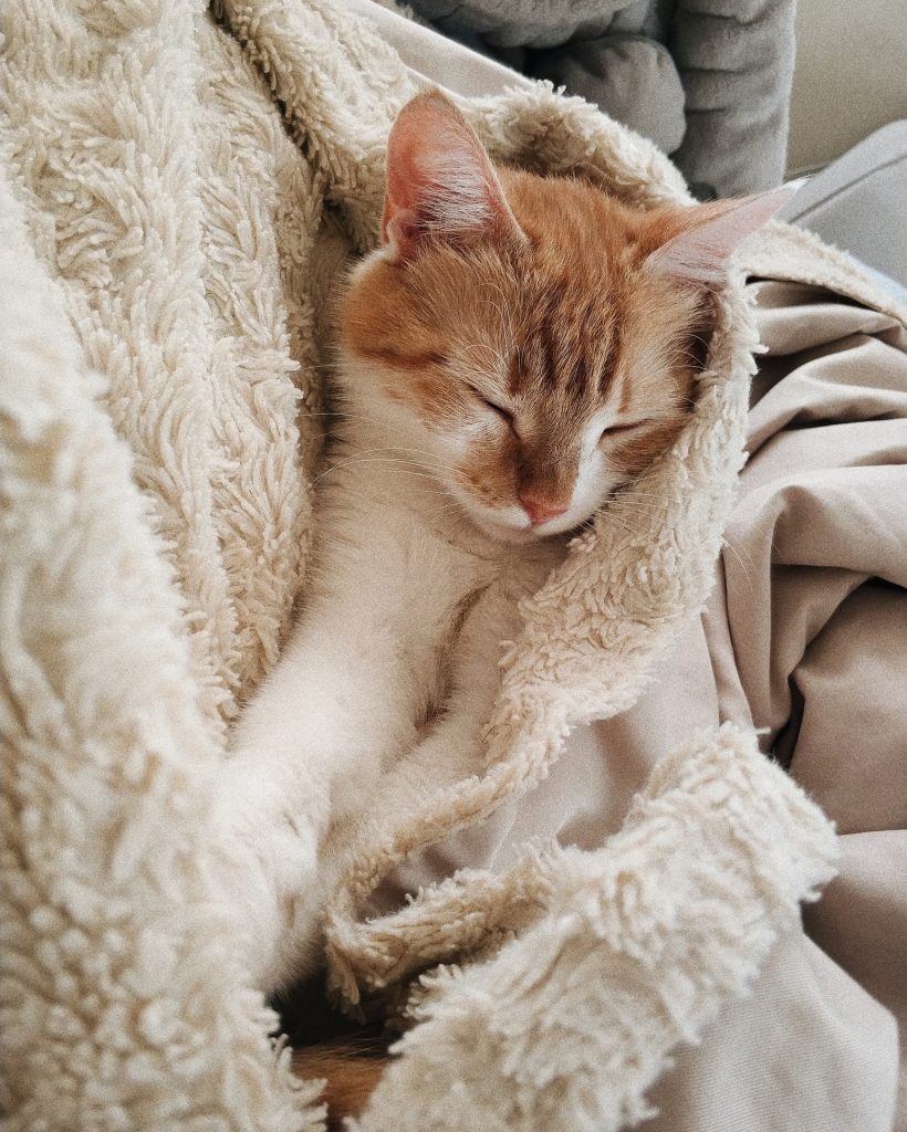 Sleeping orange and white kitten in cream colored blanket