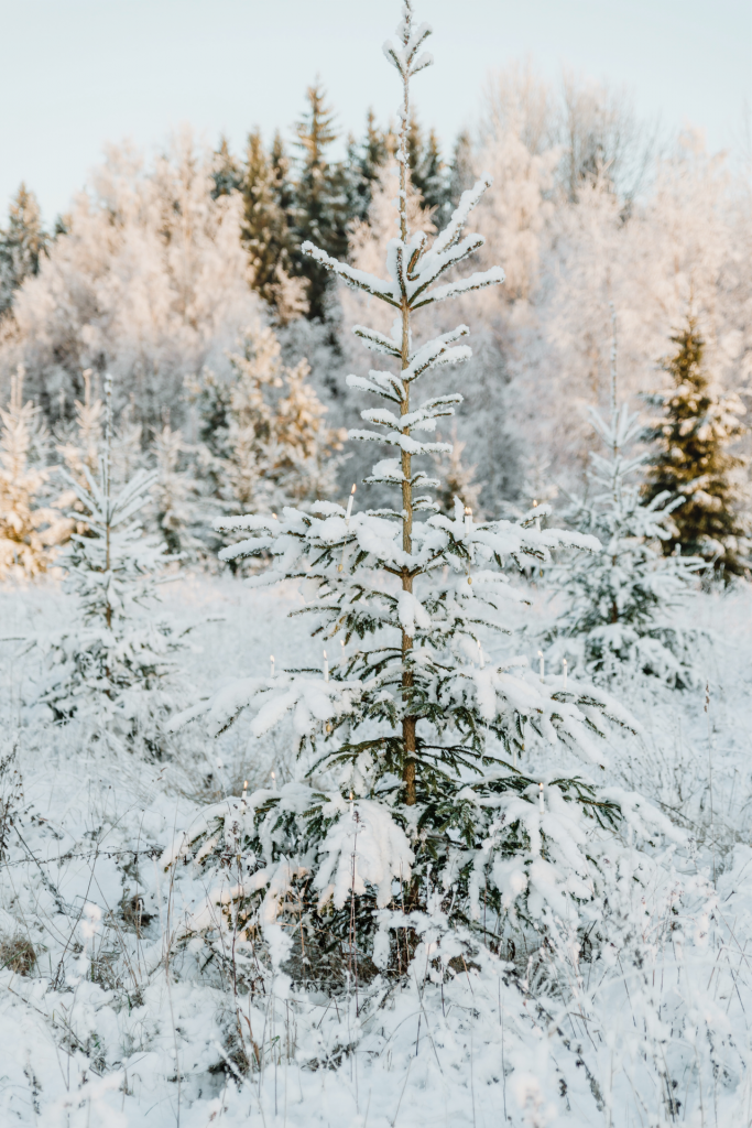 Snow covered evergreen with candles with multiple snow covered trees in background