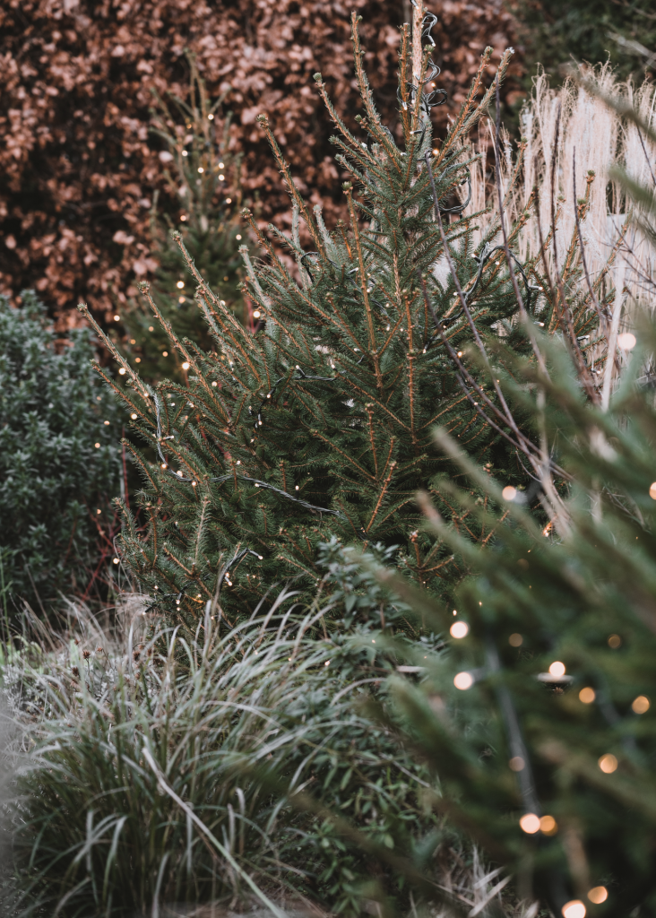 Christmas tree with white lights outside with pink bush and blue grass