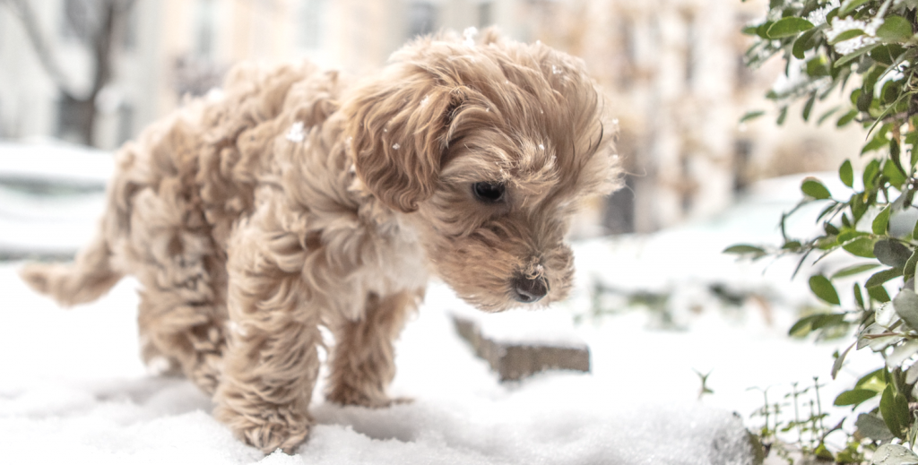 Small puppy looking at the snow 