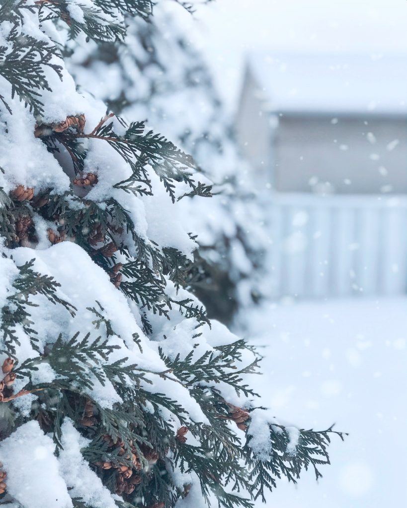 Evergreen tree with pinecones covered in white snow