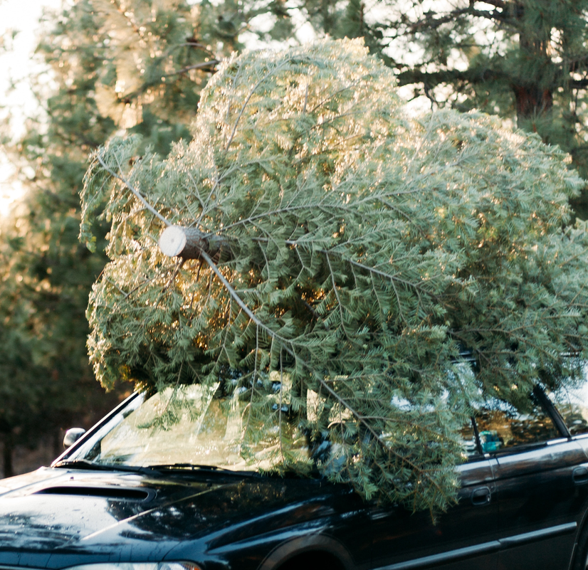 Very large cut Christmas tree tied on top of vehicle