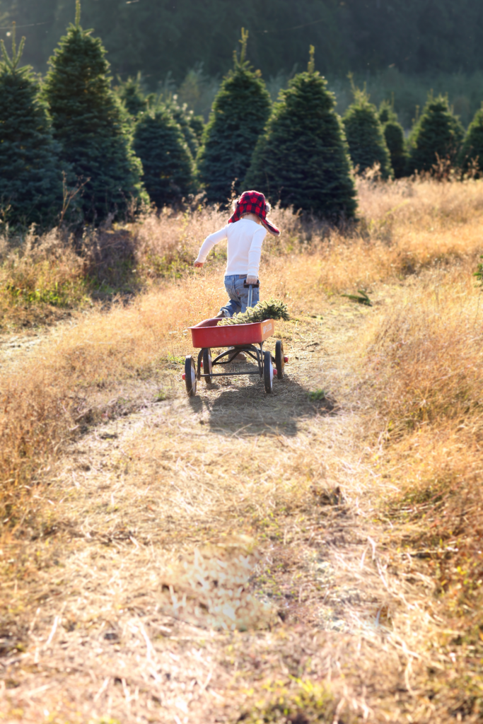 Little boy with red plaid hat pulling red wagon with wreath at Christmas Tree Farm
