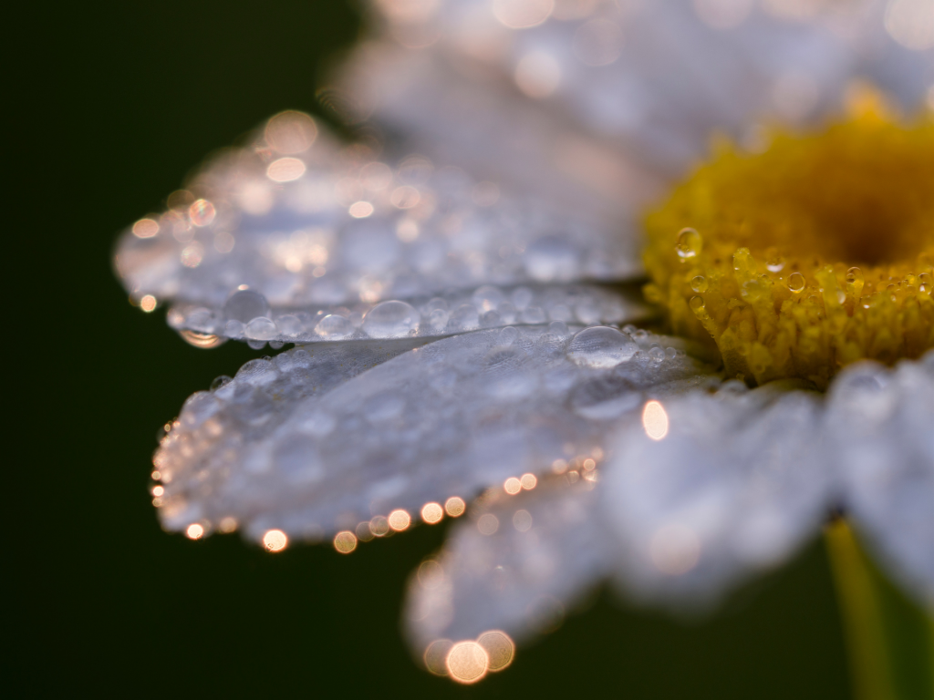 Close up image of white daisy with yellow center with speckles of gold light on perimeter of petals