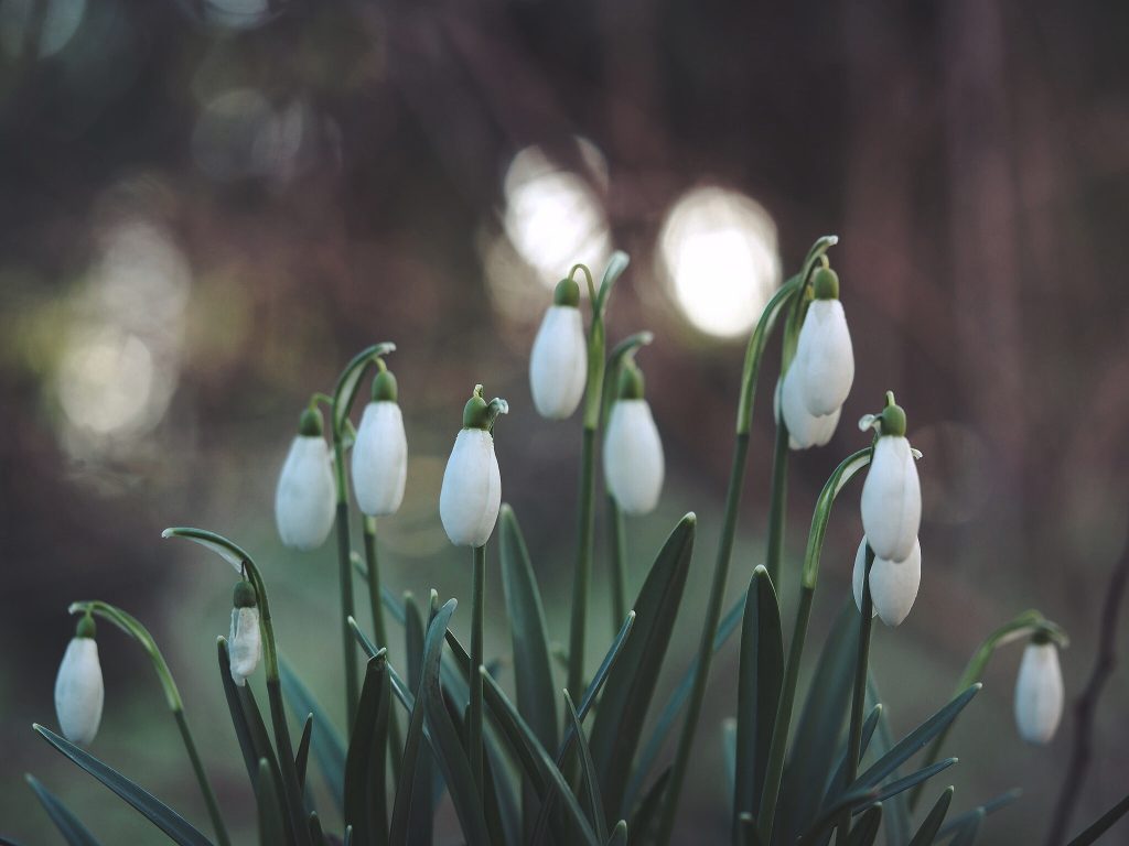 Close up image of white snowdrops with blurred background