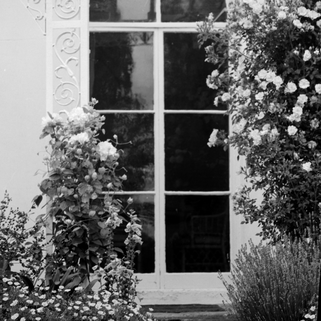 Black and white image of ornate French door surrounded by climbing rose bushes