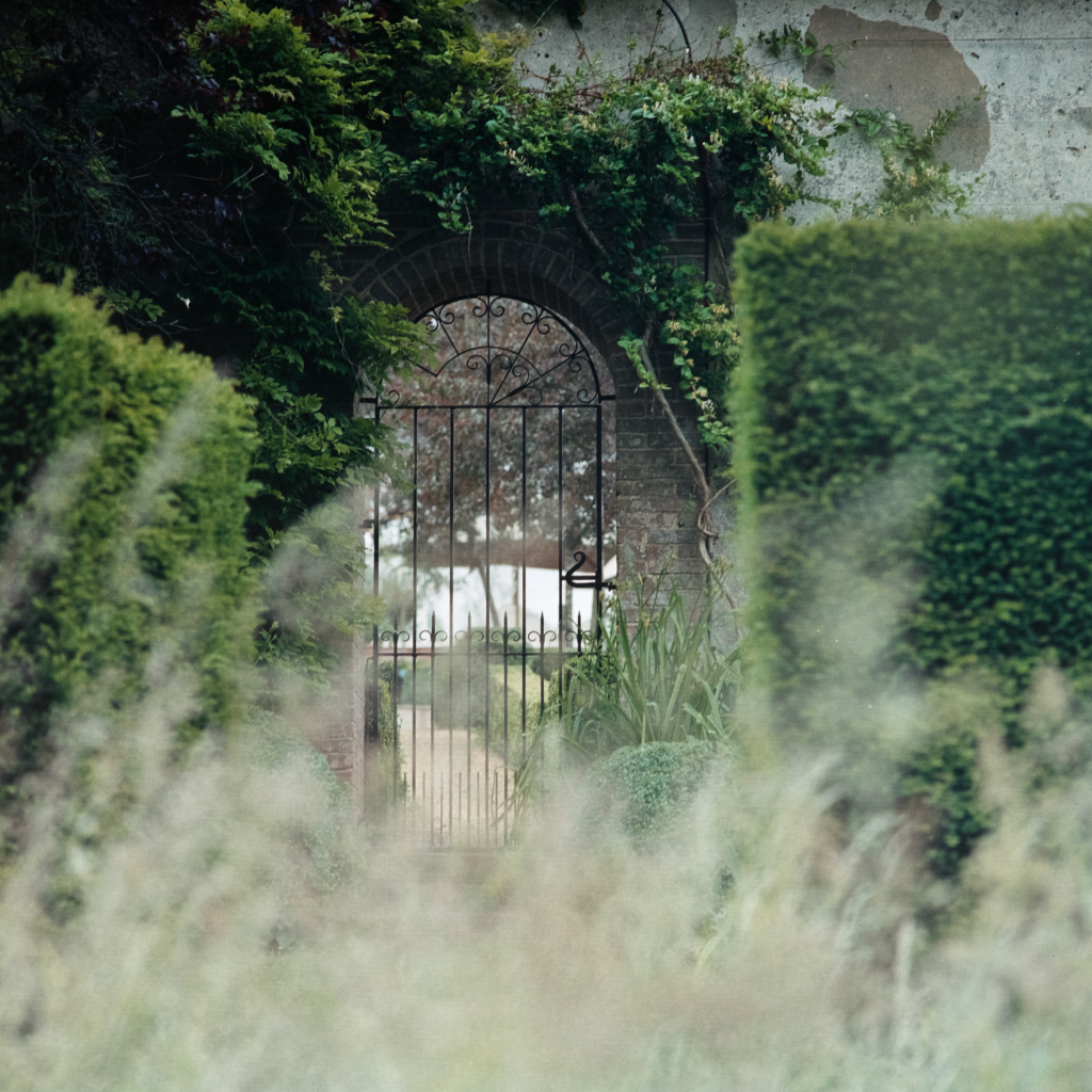 Metal ornate gate in a garden of green boxwoods