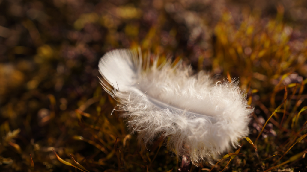 Close up image of a white feather laying on brown grass