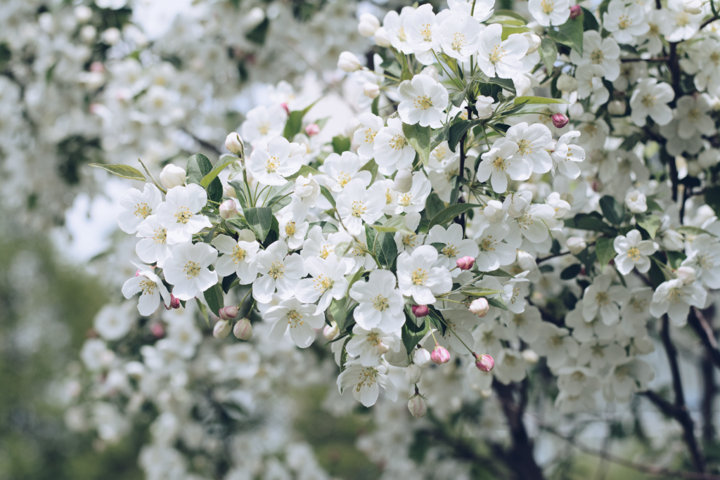 Close up of white and pink flower buds blooming spring