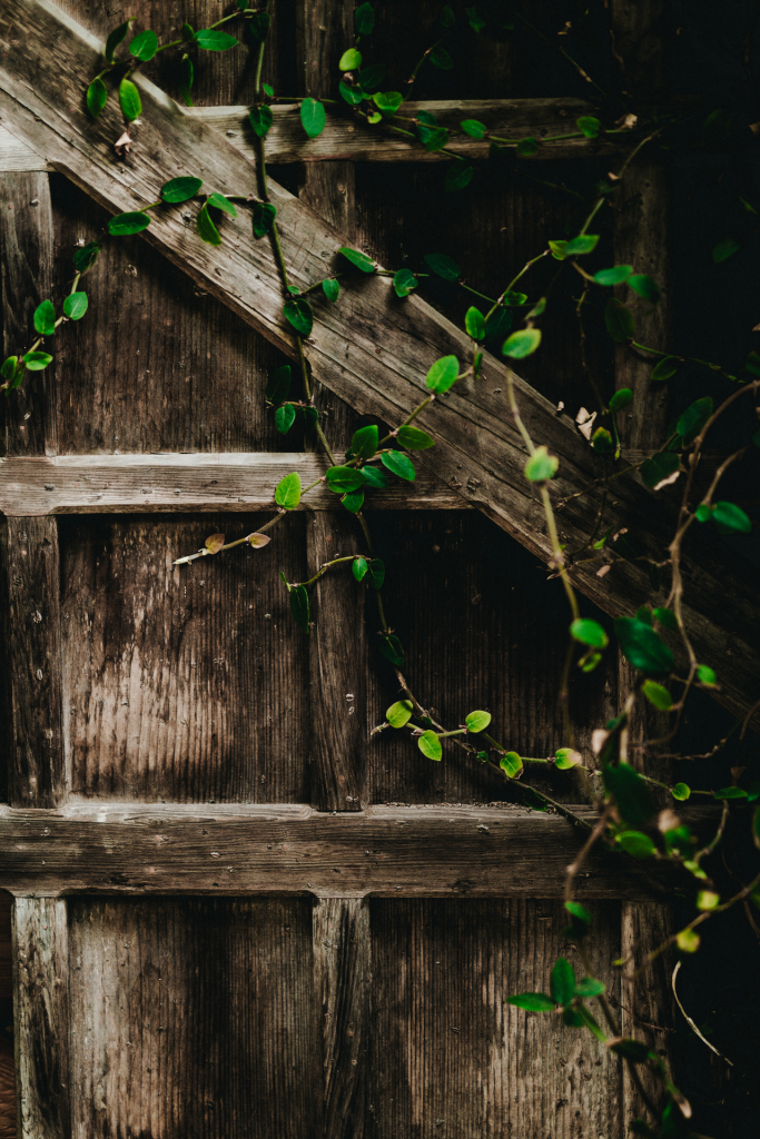 Wood lattice with green vine being supported