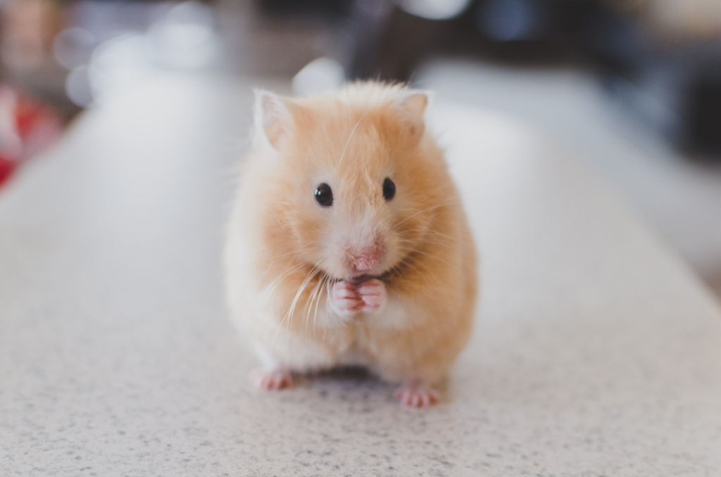 Close up image of red colored hamster