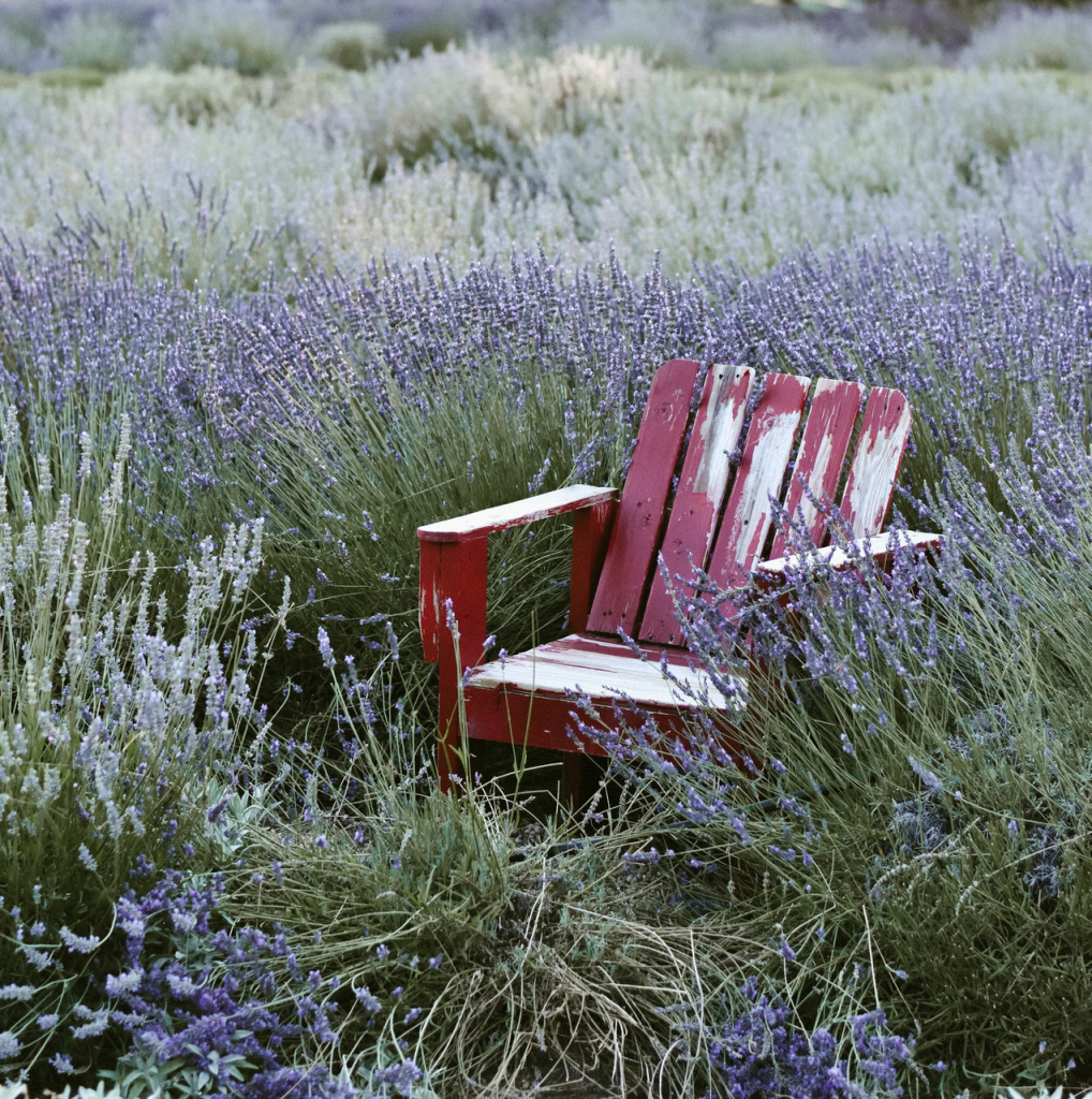 Red wood lawn chair in field of lavender