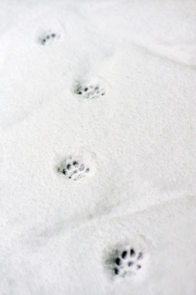 Pawprints in snow