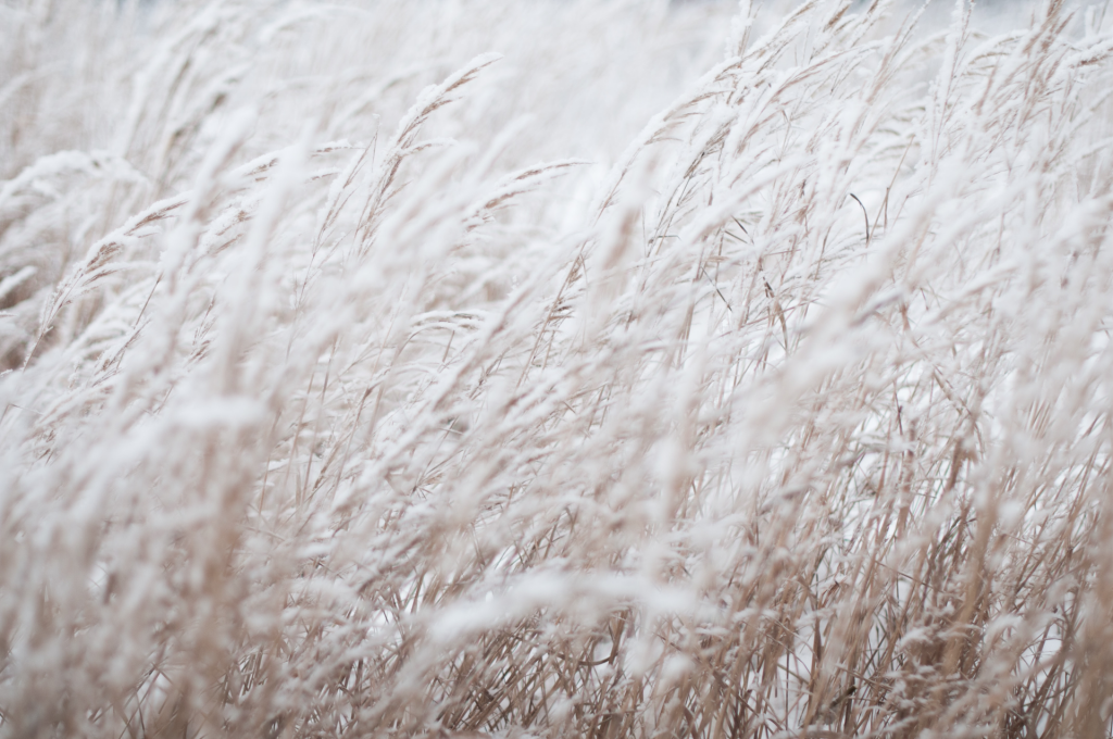 White colored wheat field