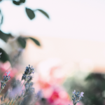 Lavender and pink blurred flowers