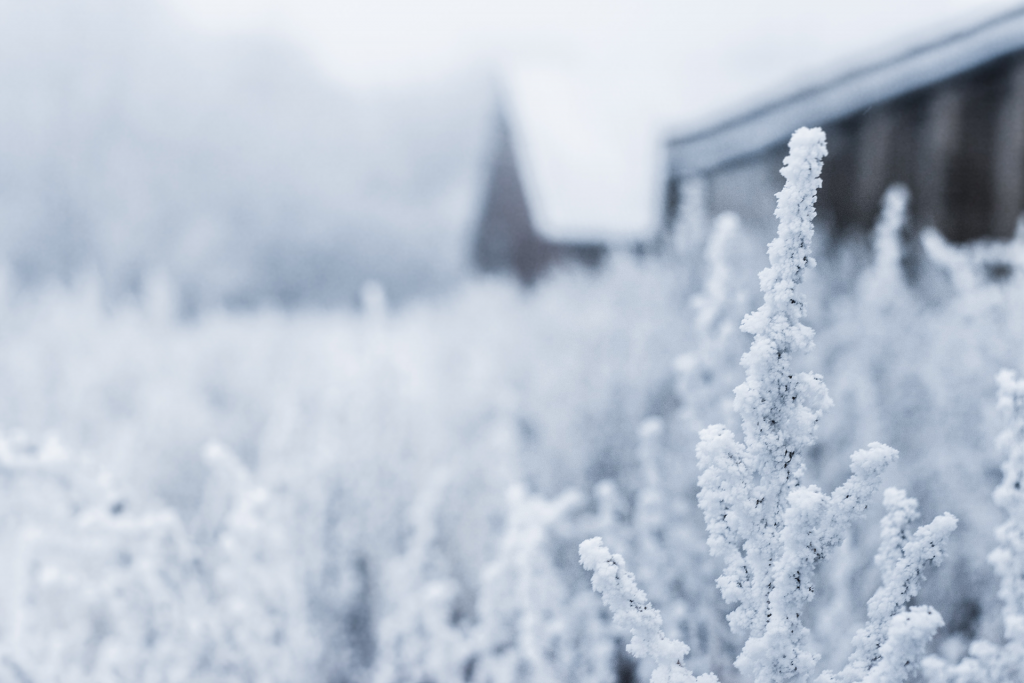 Close up image of snow covered brush with house in background