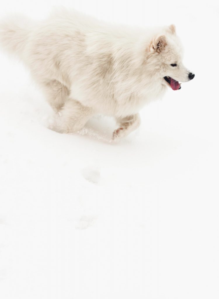 White fluffy dog running in snow