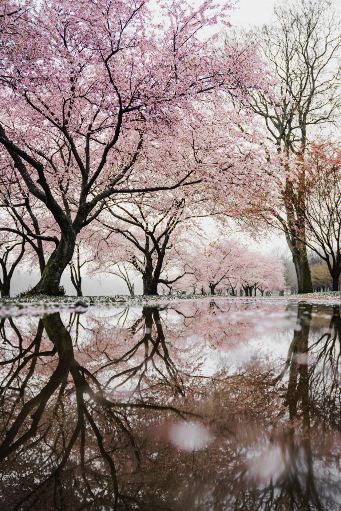 Pink blossoming trees with reflection in water