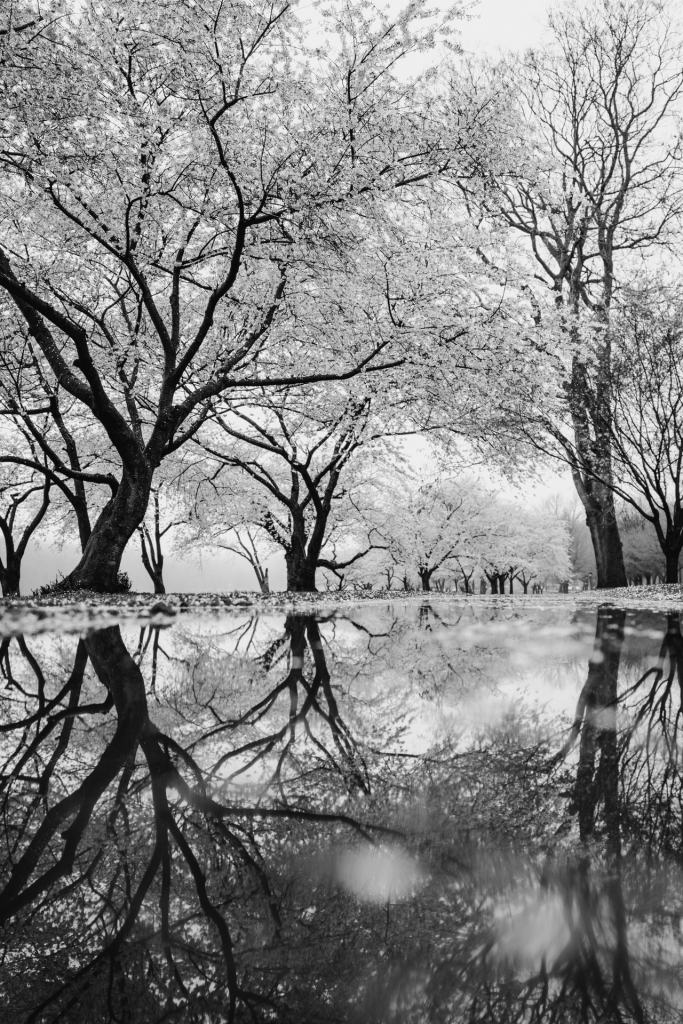 Black and white blossoming trees with reflection in water