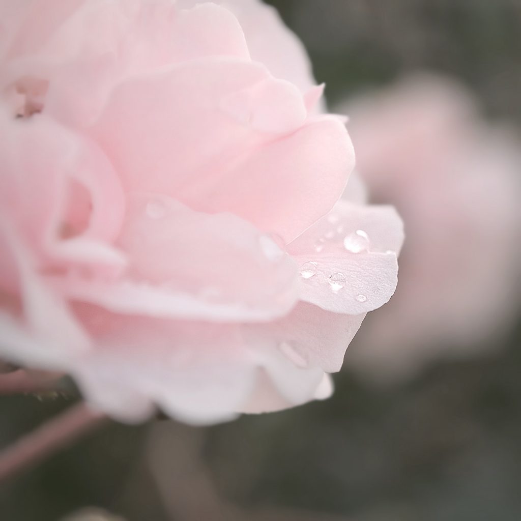 Up close image of pink rose with dew drops