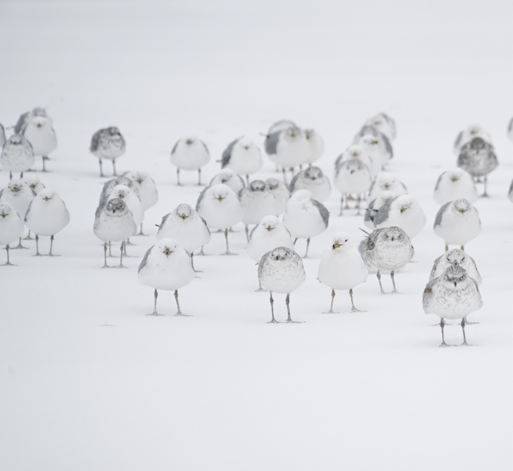 Flock of birds in snow