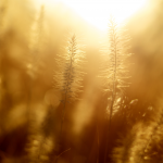 Sunlight in wheat field