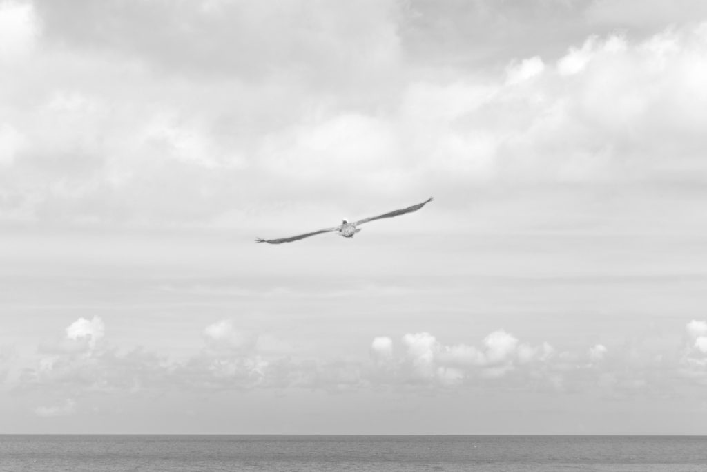 Black and white of seagull's wingspan over ocean