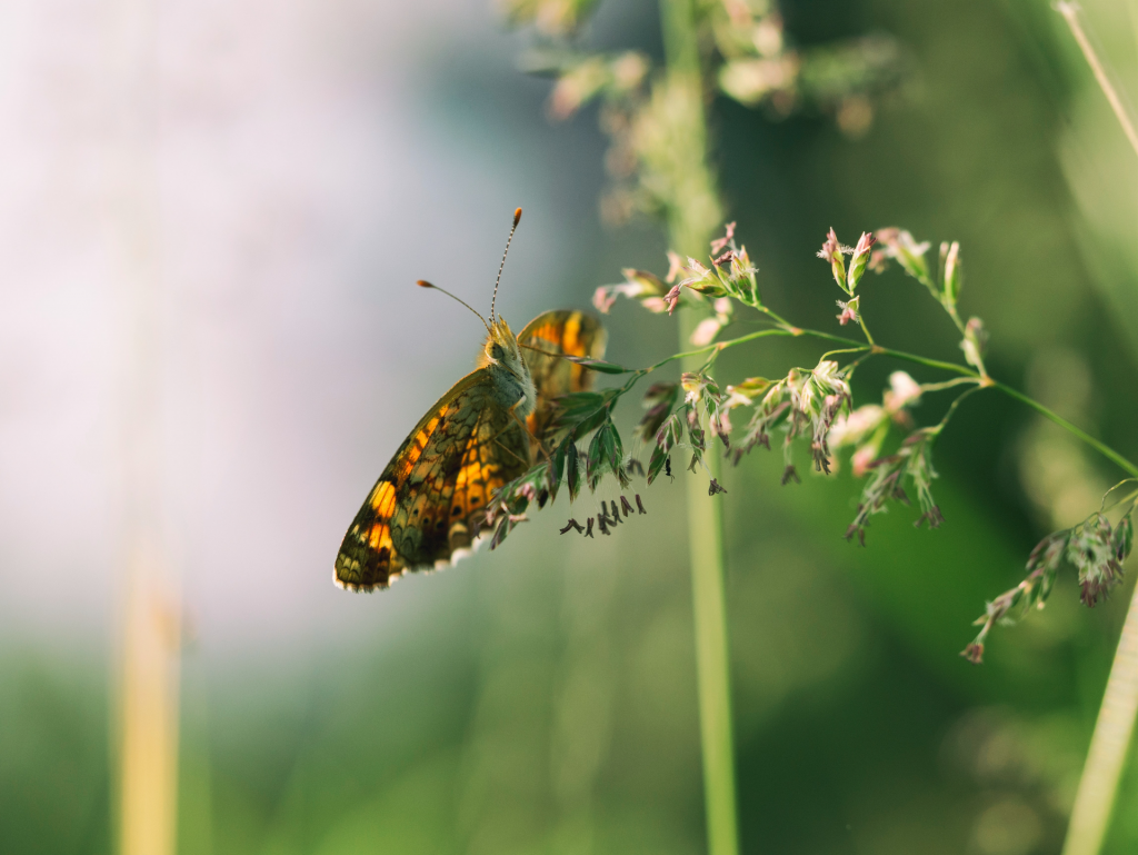 Close-up image of orange butterfly on flower