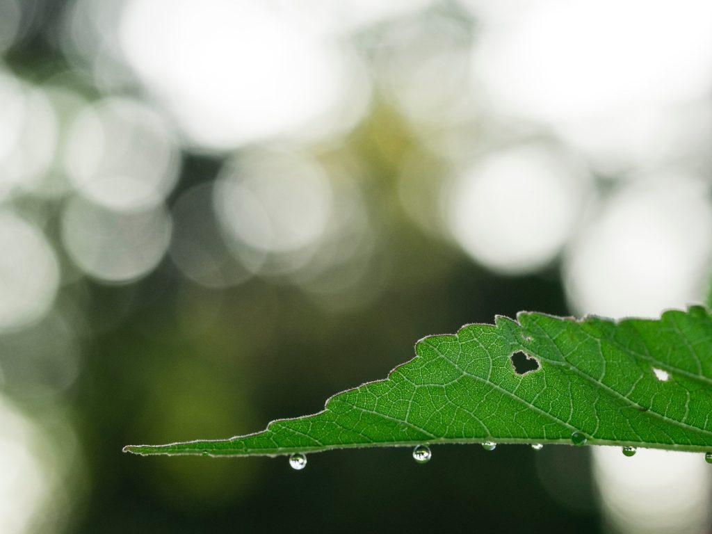 Close-up image of leaf with heart hole and dew drops