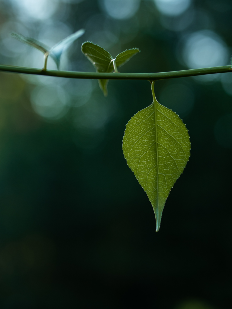 Close-up image of pointed leaf on stem