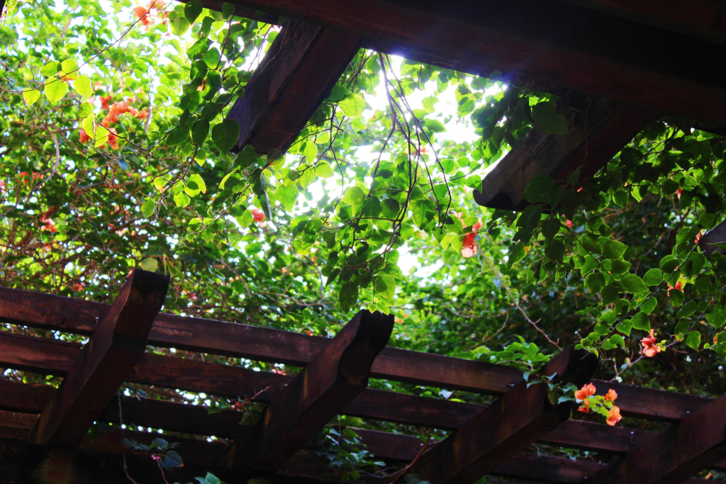 Pergola  opening up to sky and light with flowering vine