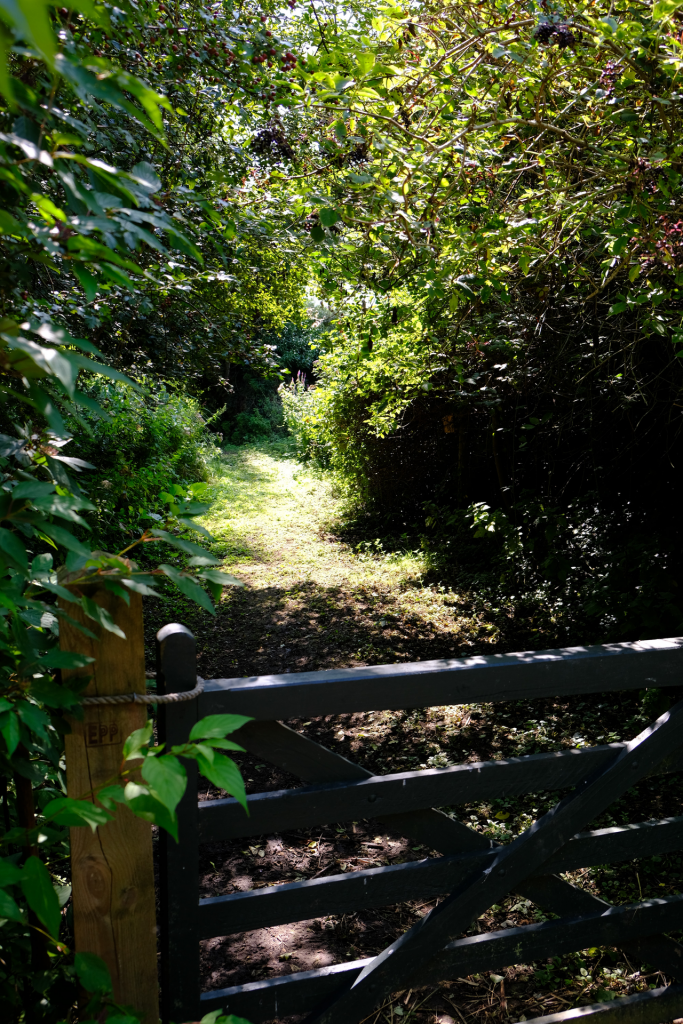 Shut gate in garden of trees