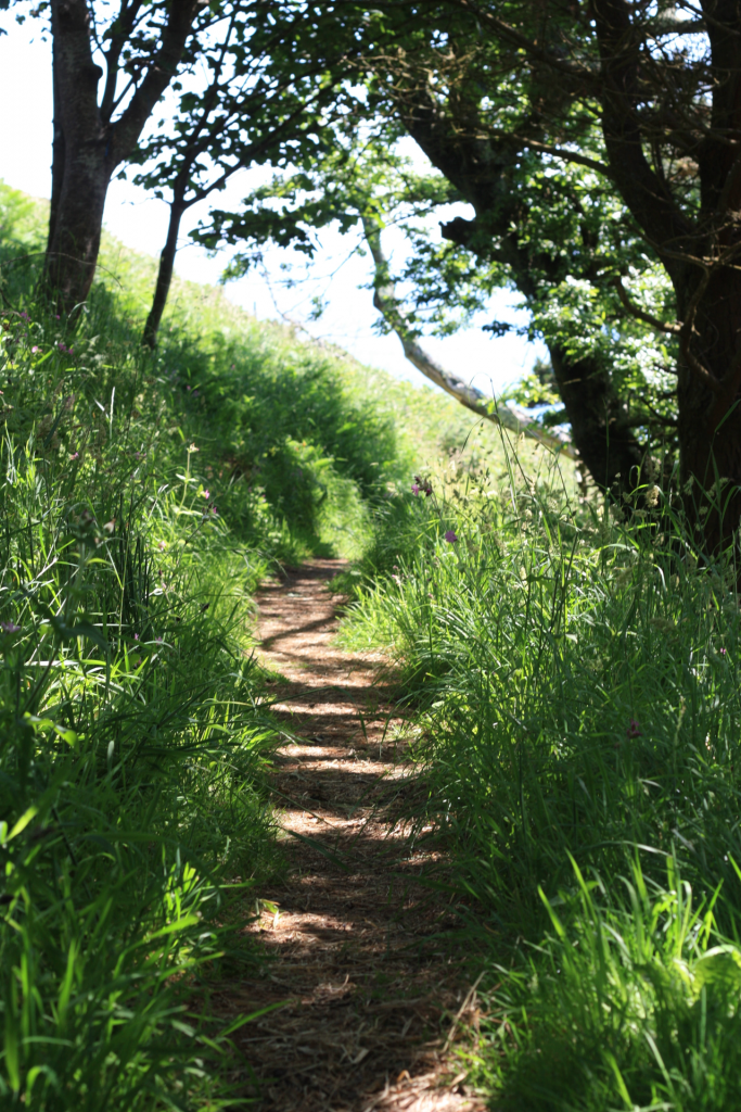 Winding dirt path on hillside of trees