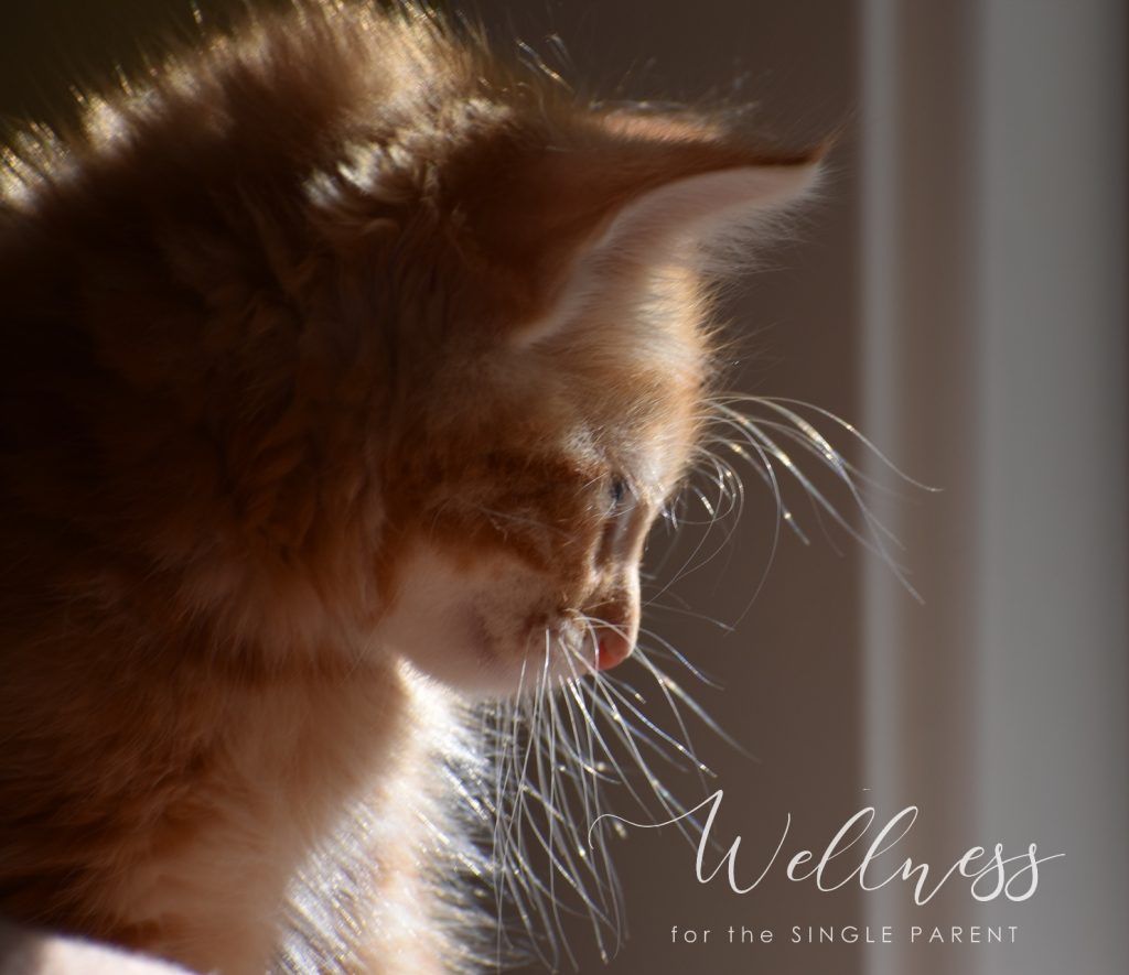 Red and white kitten, sideview of white whiskers