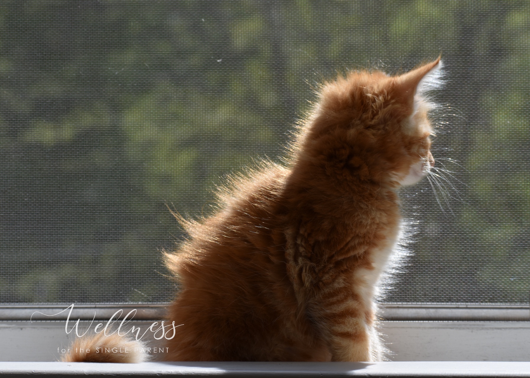 Back side of red and white kitten looking out window