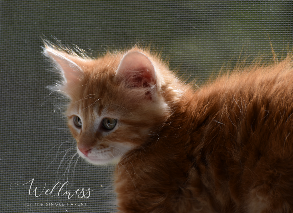 Red and white kitten