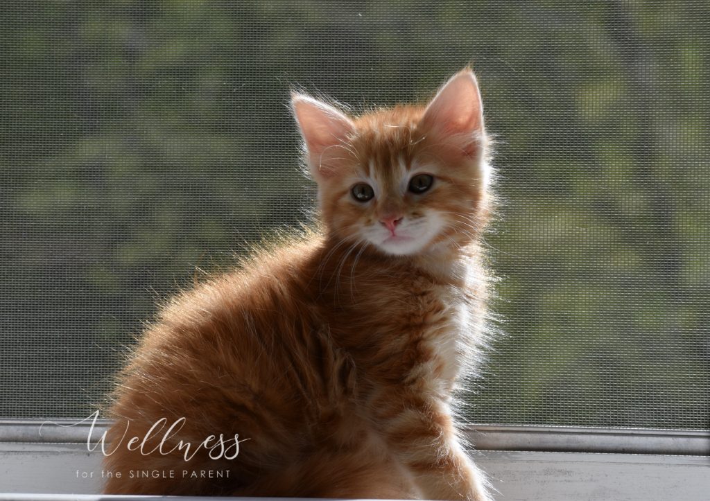Red and white kitten sitting in window