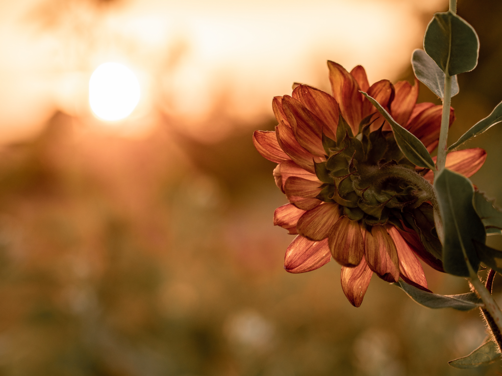 Orange sunflower facing sun