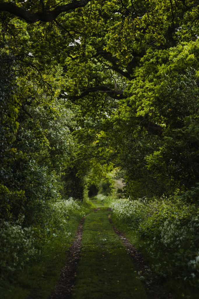 Darkened green woods with narrowed path