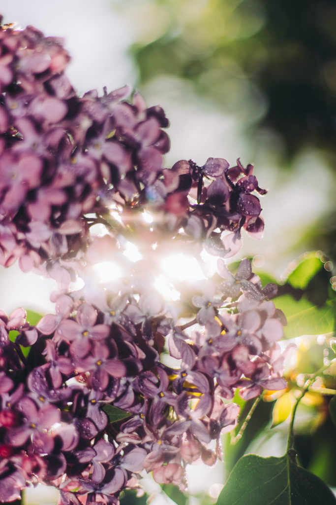 Sunlight streaming through lilac flowers