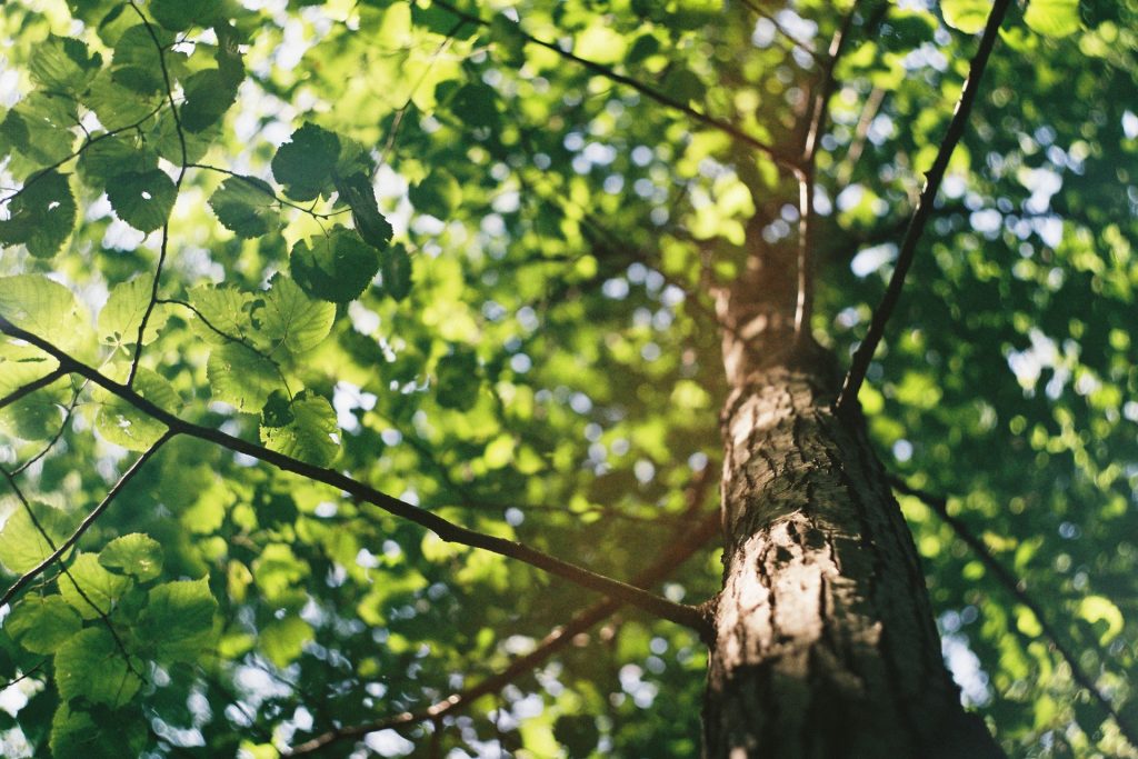 Green leaves in tree with sunlight